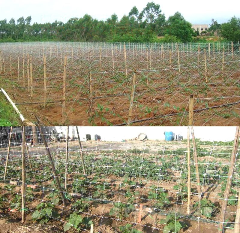 HHTHH White Trellis Netting 5x100 ft Heavy Duty Garden Trellis Netting Polypropylene Plant Support Garden Net for Climbing Vegetables Fruits Flowers - Image 5